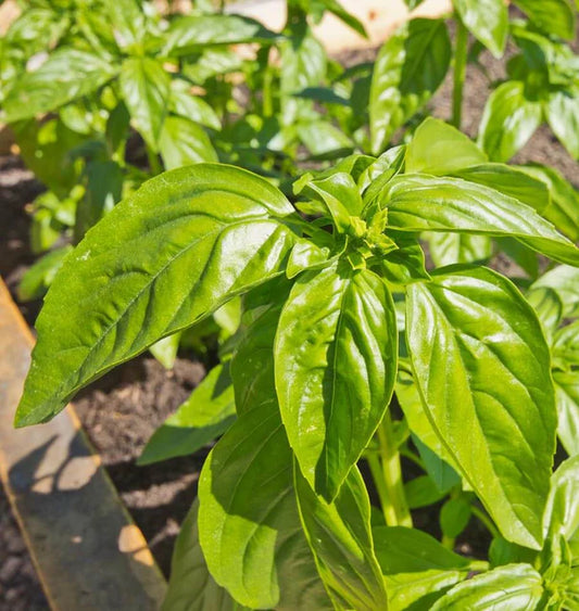 West Coast Seeds (Genovese Basil)