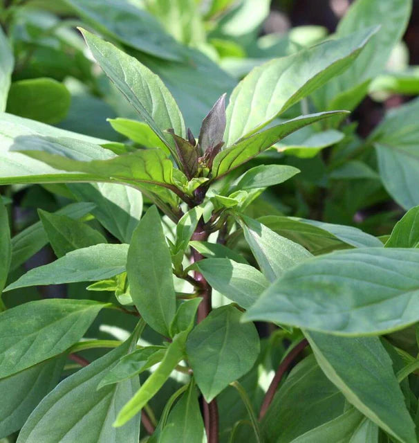 West Coast Seeds (Siam Queen Basil)