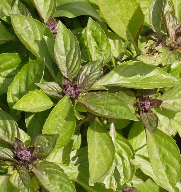 West Coast Seeds (Siam Queen Basil)