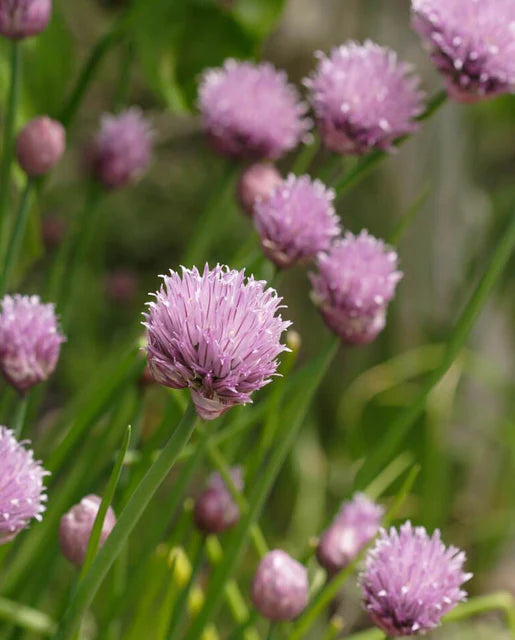 West Coast Seeds (Chives)