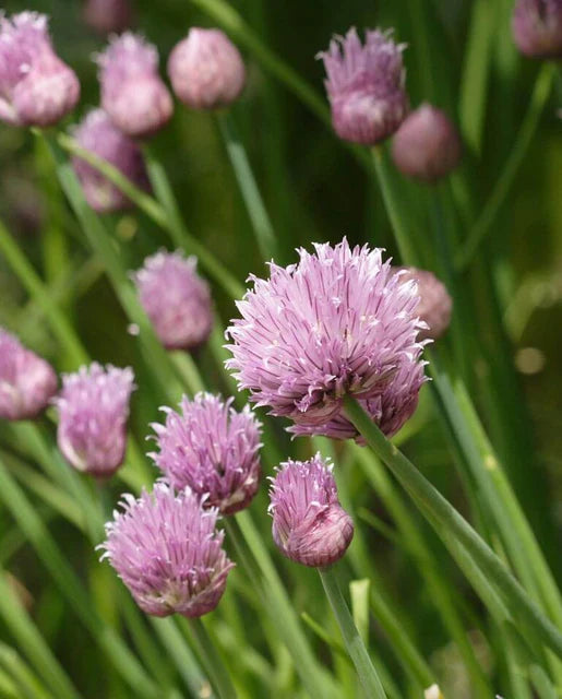 West Coast Seeds (Chives)