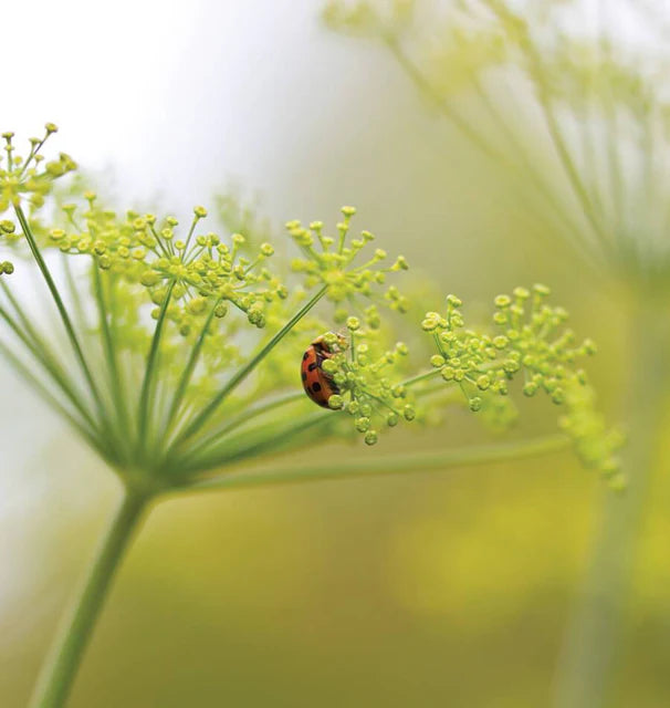 West Coast Seeds (Long Island Mammoth Dill)