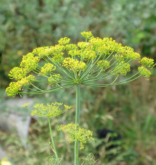 West Coast Seeds (Long Island Mammoth Dill)