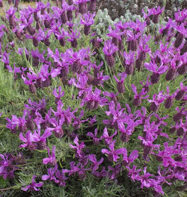 West Coast Seeds (French Lavender)