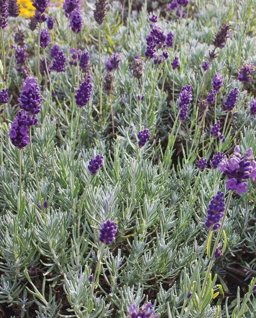 West Coast Seeds (Dwarf Munstead)