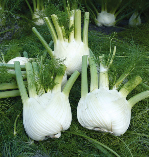 West Coast Seeds (Preludio F1 Organic Fennel)
