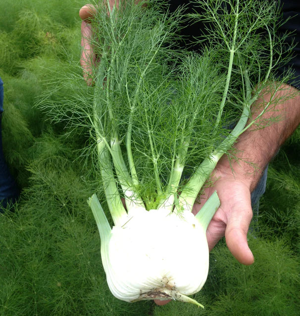 West Coast Seeds (Preludio F1 Organic Fennel)