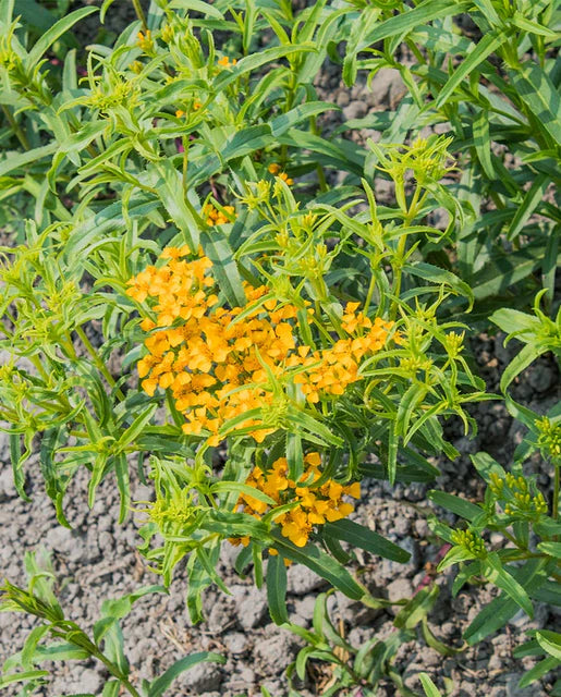 West Coast Seeds (Mexican Tarragon Certified Organic)