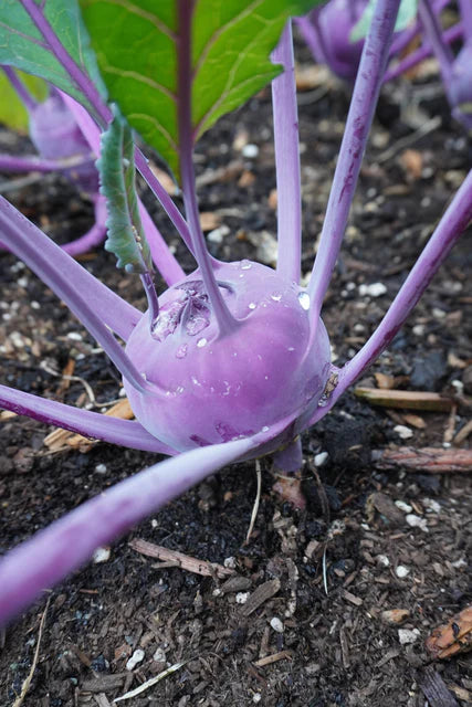 West Coast Seeds (Azur Star Organic Kohlrabi)