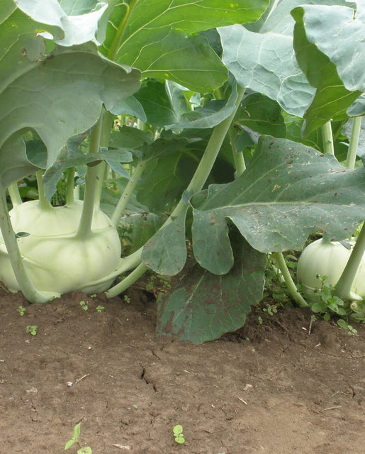 West Coast Seeds (Sparta F1)