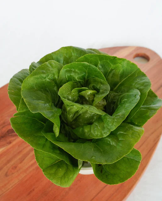 West Coast Seeds (Newham Pelleted Certified Organic)