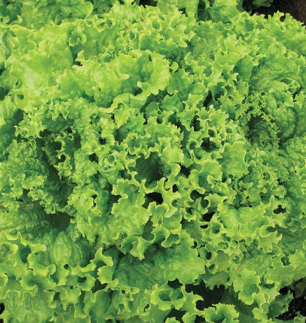 West Coast Seeds (Grand Rapids TBR Seed Tape Lettuce)