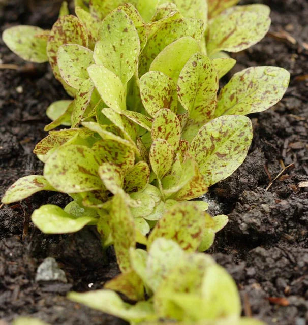 West Coast Seeds (Freckles Lettuce)