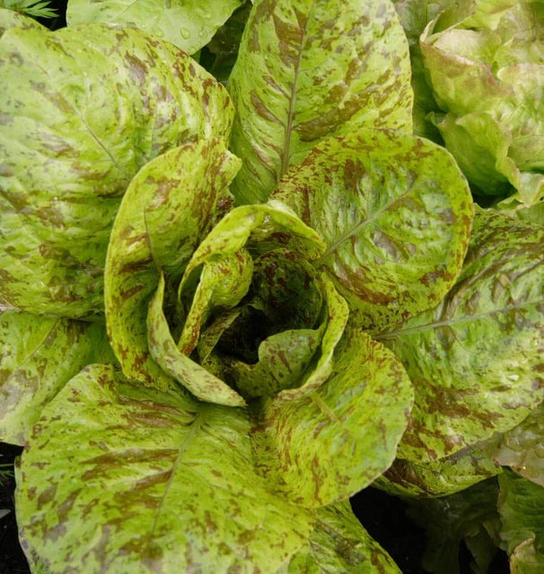 West Coast Seeds (Freckles Lettuce)