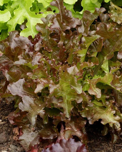 West Coast Seeds (Red Salad Bowl)