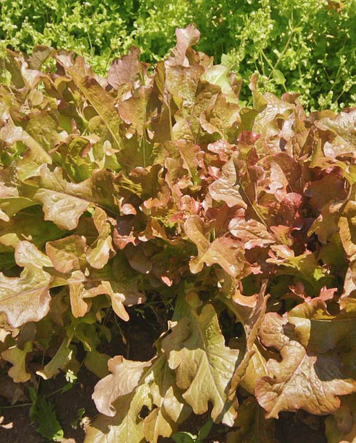 West Coast Seeds (Red Salad Bowl)