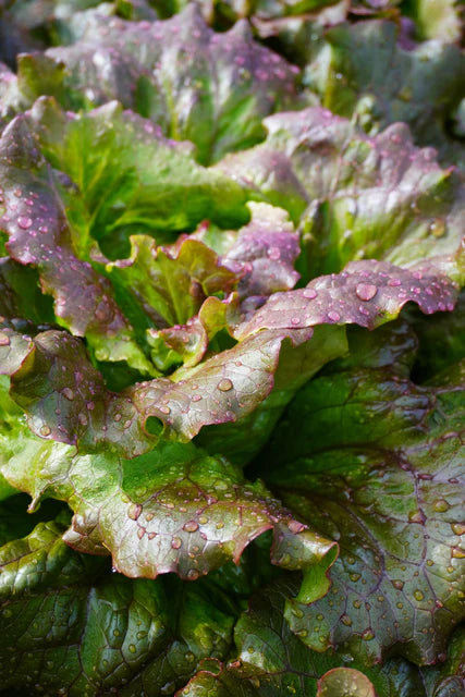 West Coast Seeds (Lovelock Organic Lettuce)