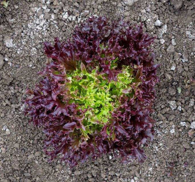 West Coast Seeds (Burgandy Eazyleaf Organic Lettuce)