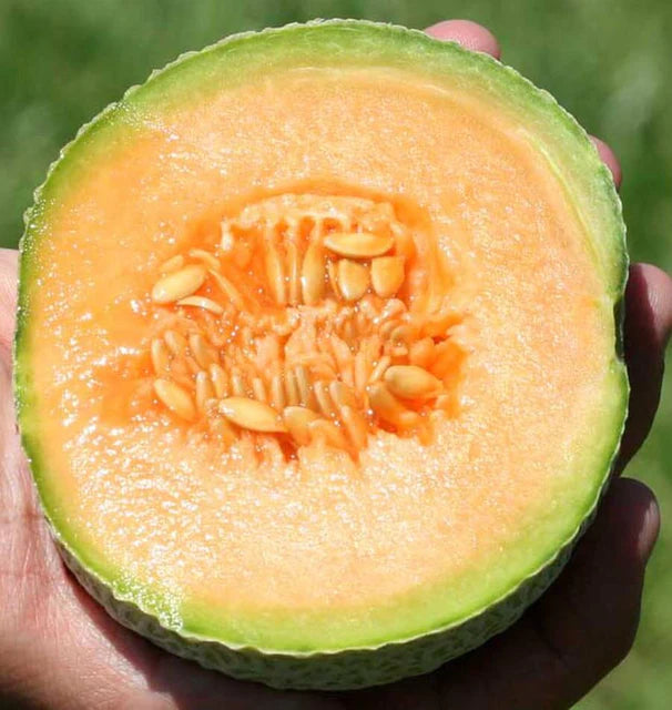 West Coast Seeds (Halona F1 Melon)