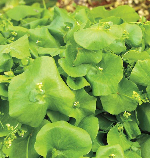 West Coast Seeds (Miner's Lettuce)