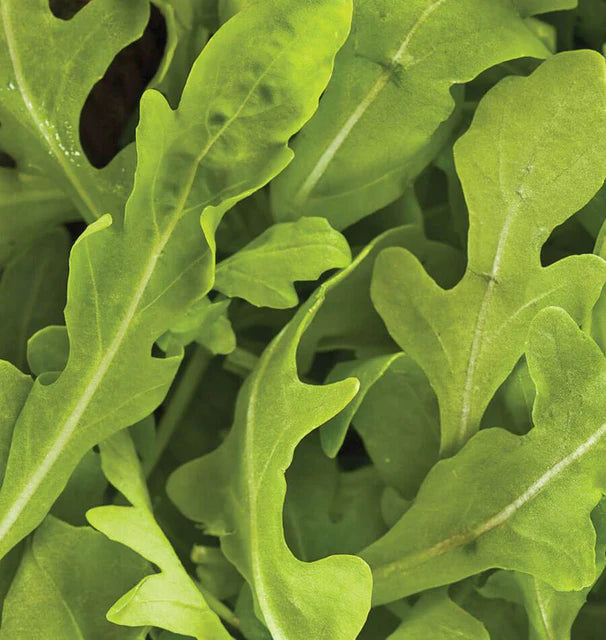 West Coast Seeds (Wildfire Arugula)