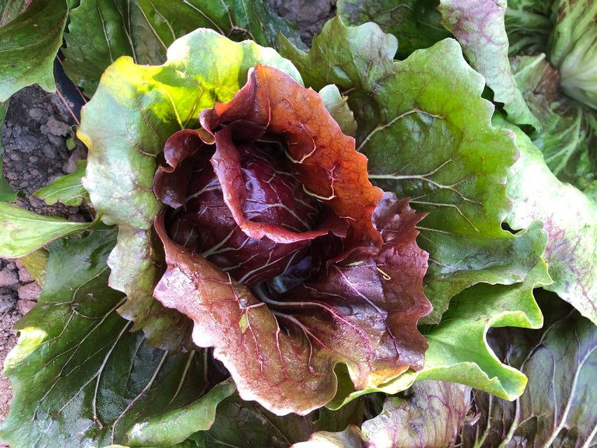 West Coast Seeds (Perseo Chicory)