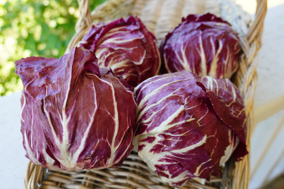 West Coast Seeds (Perseo Chicory)