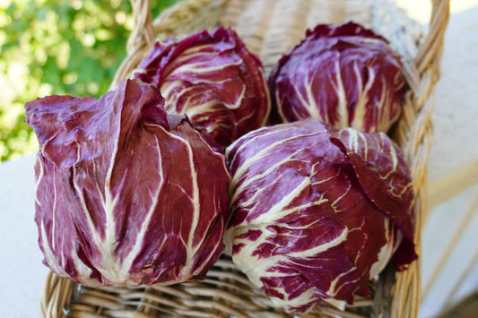 West Coast Seeds (Perseo Chicory)