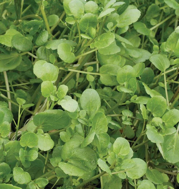 West Coast Seeds (Watercress)