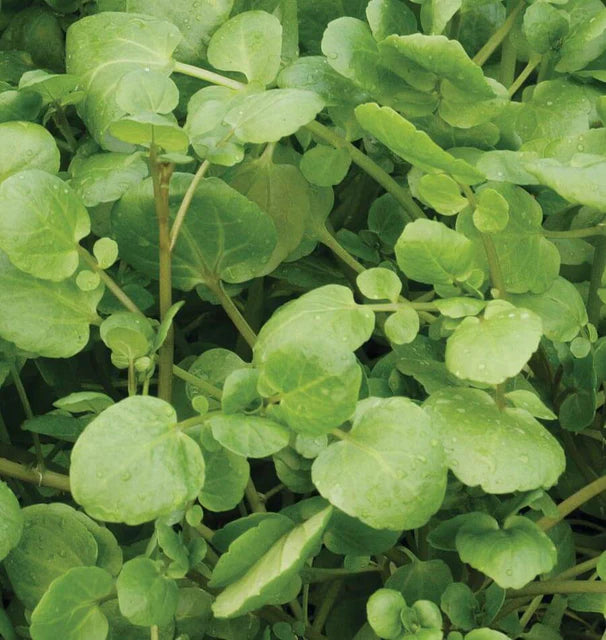 West Coast Seeds (Watercress)