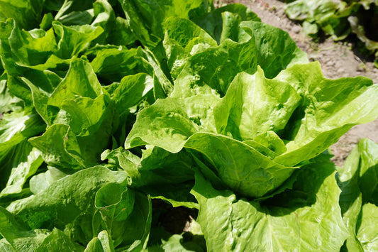 West Coast Seeds (Nettuno Chicory)