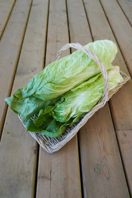 West Coast Seeds (Nettuno Chicory)