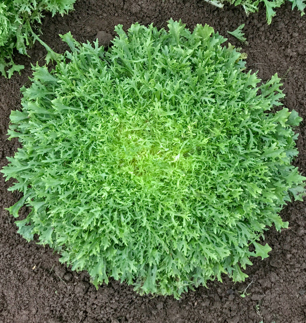 West Coast Seeds (Benefine Organic Chicory)