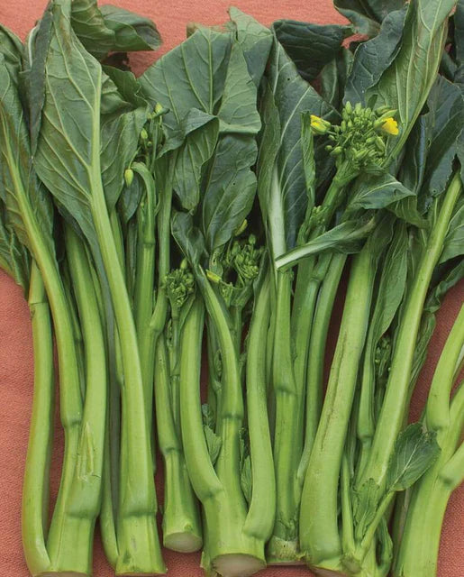 West Coast Seeds (Jade Spring Choi Sum)