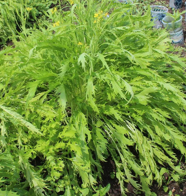 West Coast Seeds (Mizuna Organic Greens)