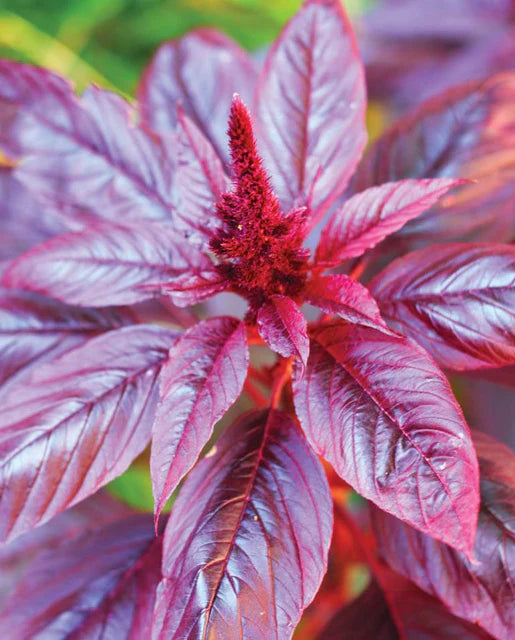 West Coast Seeds (Hopi Red Dye Organic)