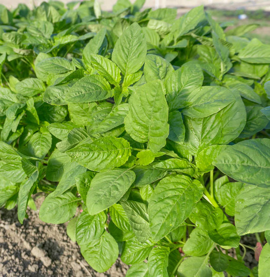 West Coast Seeds (Callaloo Amaranth)