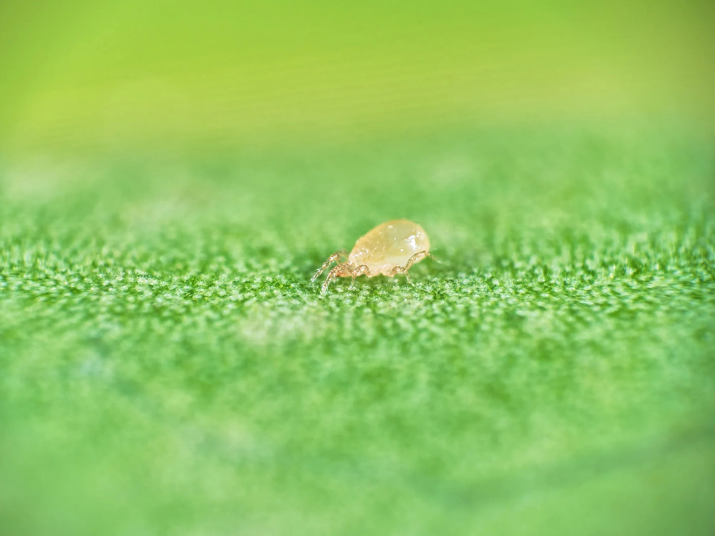 Koppert Thripex & Thripex-V