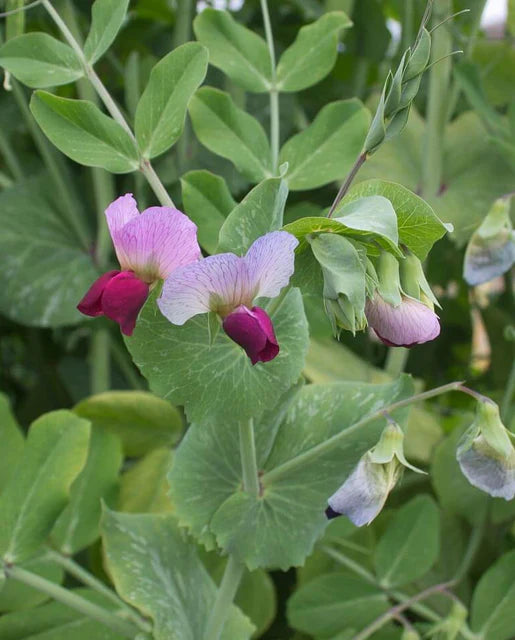 West Coast Seeds (Dwarf Grey Sugar)