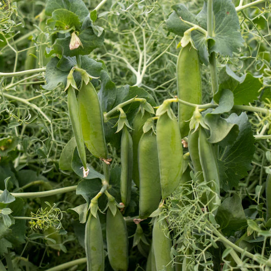 West Coast Seeds (Parsley Peas)