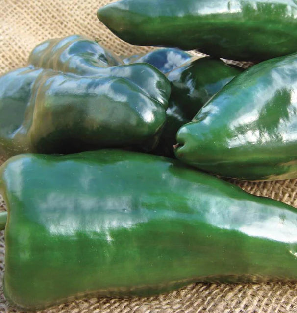 West Coast Seeds (Ancho Peppers)