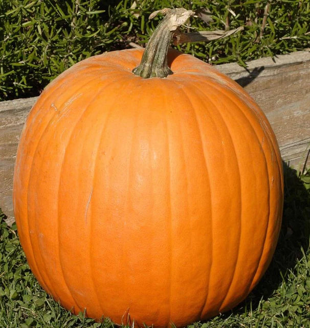 West Coast Seeds (Neon F1 Pumpkin)
