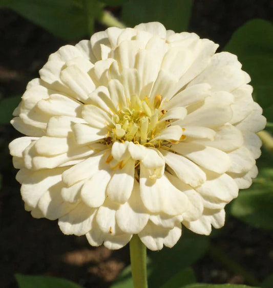 West Coast Seeds (Polar Bear Flower)