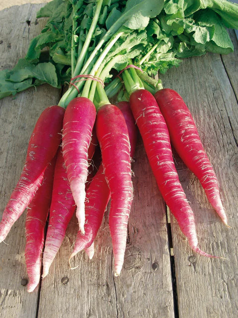 West Coast Seeds (Ostergruss Rosa 2 Organic Radish)