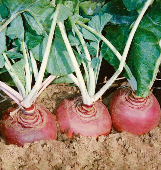 West Coast Seeds (Helenor Coated Organic Rutabaga)