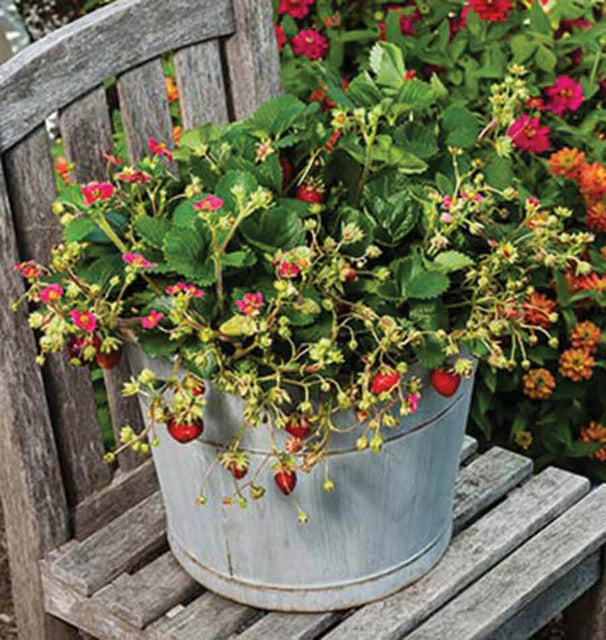 West Coast Seeds (Rose Berries Galore F1 Strawberry)