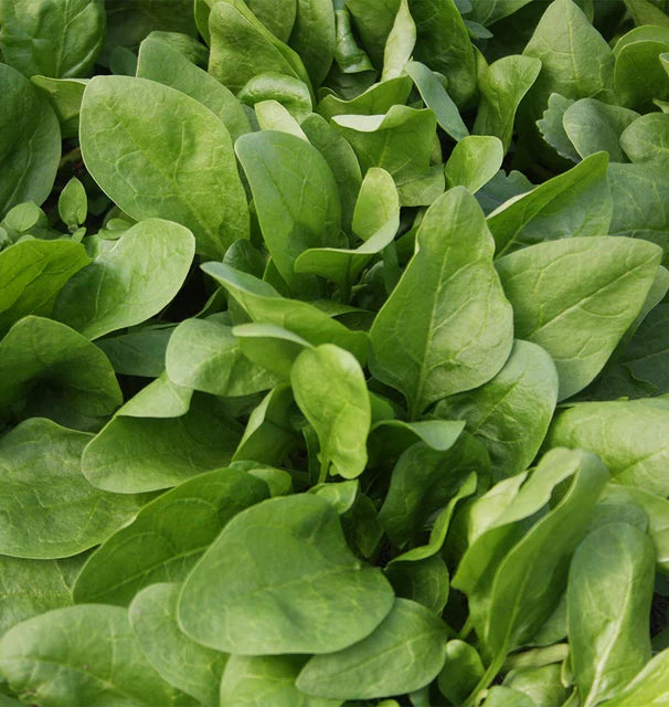 West Coast Seeds (Giant Winter Organic Spinach)