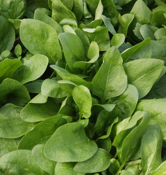 West Coast Seeds (Giant Winter Organic Spinach)