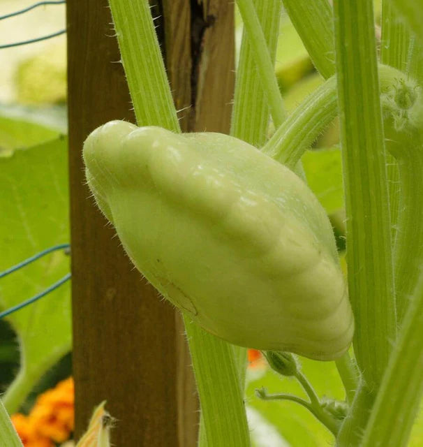 West Coast Seeds (Benning's Green Tint Squash)