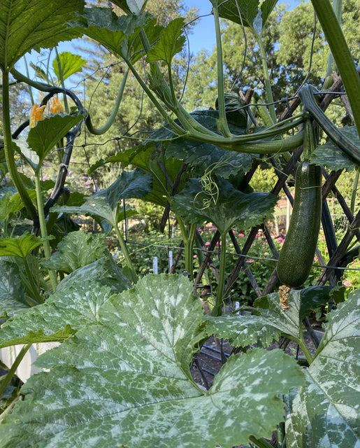 West Coast Seeds (Ola Escaladora Certified Organic)